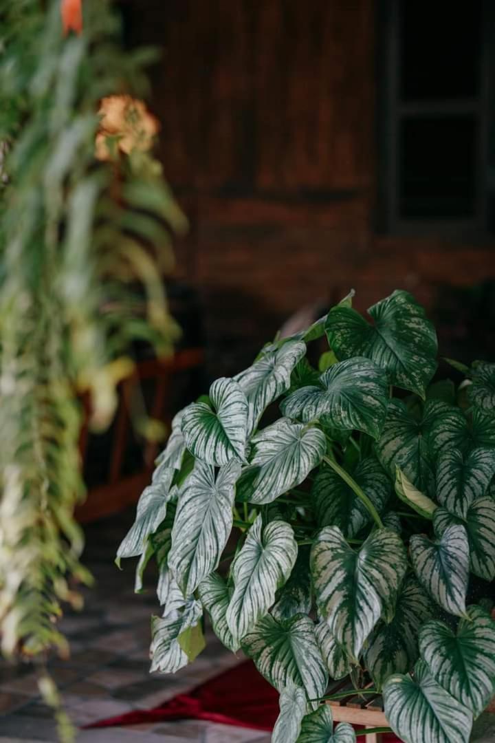 Harmony Garden - Home And Coffee Hue Exterior foto